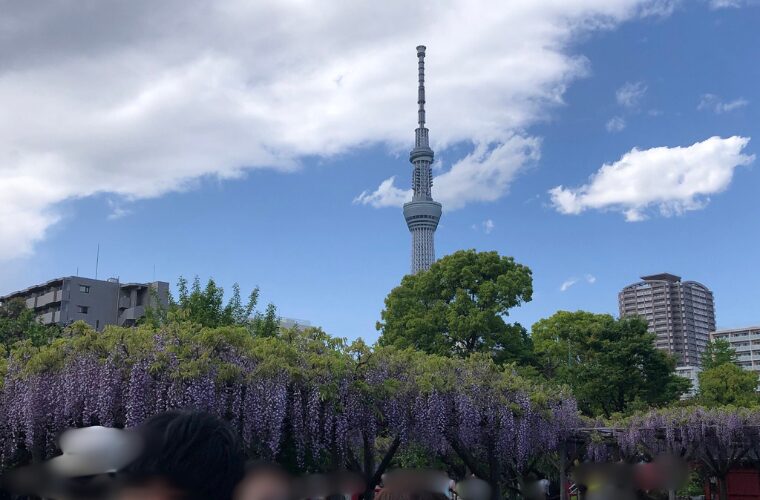 亀戸天神社　藤